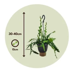 Clearance Fiskebenskaktus - Sæt med 2 - Epiphyllum 'Anguliger' - Højde 30-40cm - ⌀15cm Krukkeplanter Indendørs