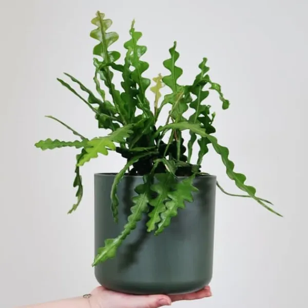 Clearance Fiskebenskaktus - Sæt med 2 - Epiphyllum 'Anguliger' - Højde 30-40cm - ⌀15cm Krukkeplanter Indendørs