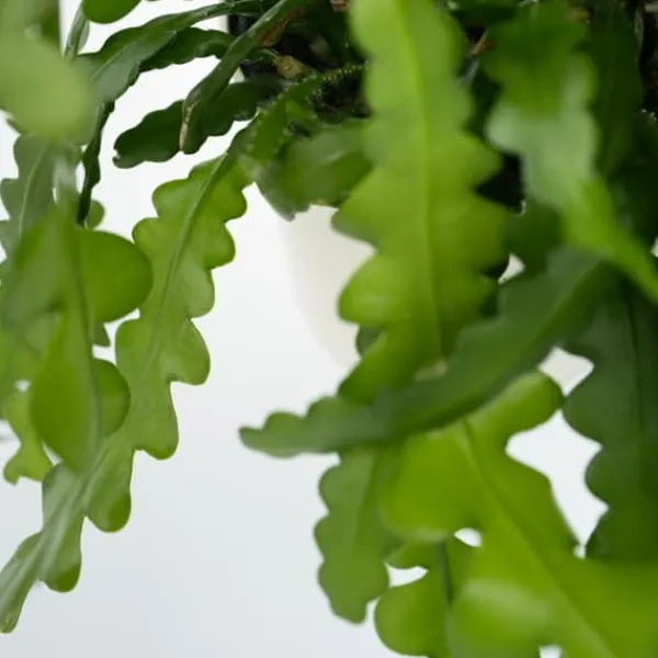 Clearance Fiskebenskaktus - Sæt med 2 - Epiphyllum 'Anguliger' - Højde 30-40cm - ⌀15cm Krukkeplanter Indendørs