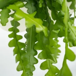 Clearance Fiskebenskaktus - Sæt med 2 - Epiphyllum 'Anguliger' - Højde 30-40cm - ⌀15cm Krukkeplanter Indendørs
