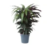 Krukkeplanter Indendørs^Fiskebensplante - Calathea 'Wavestar' - Højde 90cm - ⌀27cm