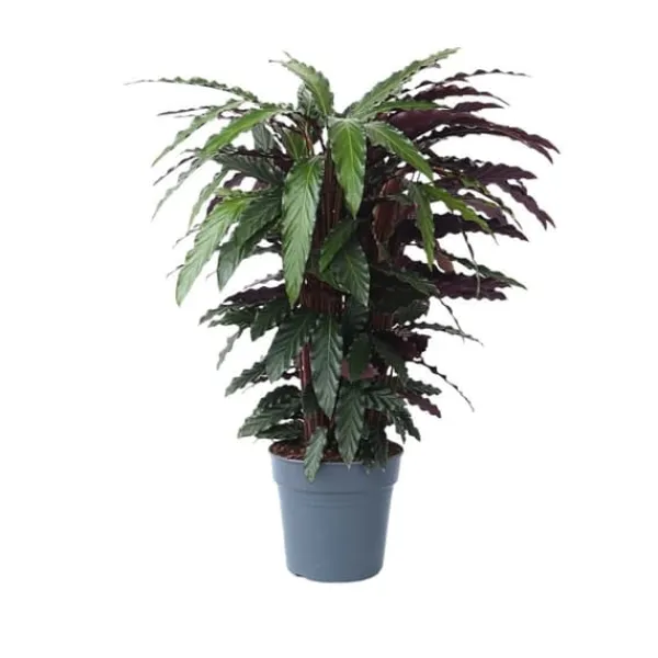 Krukkeplanter Indendørs^Fiskebensplante - Calathea 'Wavestar' - Højde 90cm - ⌀27cm