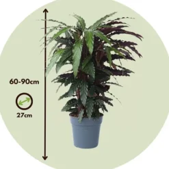Krukkeplanter Indendørs^Fiskebensplante - Calathea 'Wavestar' - Højde 90cm - ⌀27cm