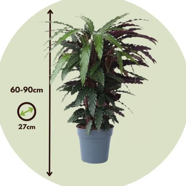 Krukkeplanter Indendørs^Fiskebensplante - Calathea 'Wavestar' - Højde 90cm - ⌀27cm