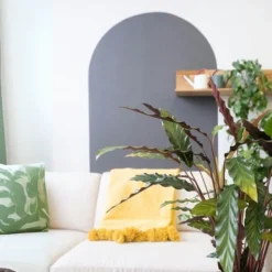 Krukkeplanter Indendørs^Fiskebensplante - Calathea 'Wavestar' - Højde 90cm - ⌀27cm