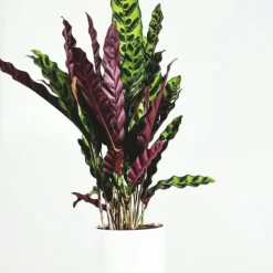 Krukkeplanter Indendørs^Fiskebensplante - Calathea 'Wavestar' - Højde 90cm - ⌀27cm