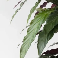 Krukkeplanter Indendørs^Fiskebensplante - Calathea 'Wavestar' - Højde 90cm - ⌀27cm