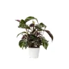 Krukkeplanter Indendørs^Fiskebensplante - Calathea Lietzei 'White Fusion' - Højde 30-40cm - ⌀14cm