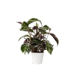 Krukkeplanter Indendørs^Fiskebensplante - Calathea Lietzei 'White Fusion' - Højde 30-40cm - ⌀14cm