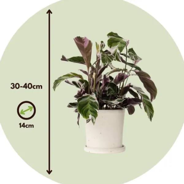 Krukkeplanter Indendørs^Fiskebensplante - Calathea Lietzei 'White Fusion' - Højde 30-40cm - ⌀14cm