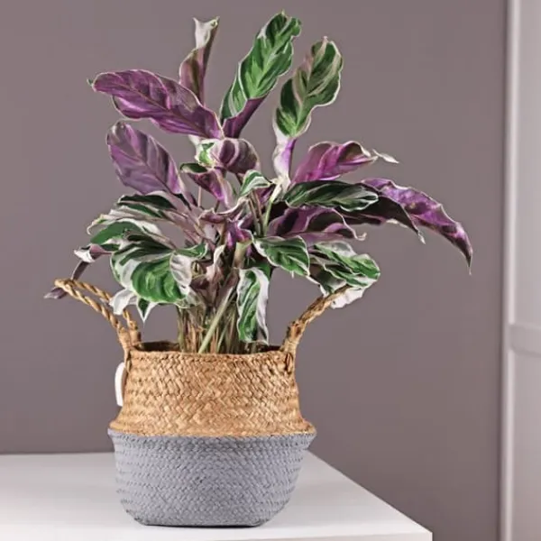 Krukkeplanter Indendørs^Fiskebensplante - Calathea Lietzei 'White Fusion' - Højde 30-40cm - ⌀14cm