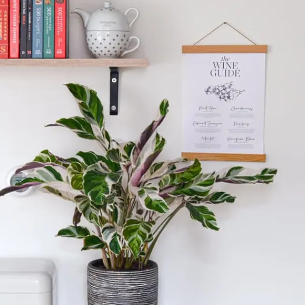 Krukkeplanter Indendørs^Fiskebensplante - Calathea Lietzei 'White Fusion' - Højde 30-40cm - ⌀14cm