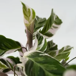 Krukkeplanter Indendørs^Fiskebensplante - Calathea Lietzei 'White Fusion' - Højde 30-40cm - ⌀14cm