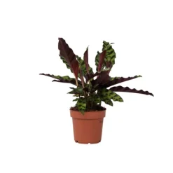 Krukkeplanter Indendørs^Fiskebensplante - Goeppertia insignis - Højde 30-40cm - ⌀12cm
