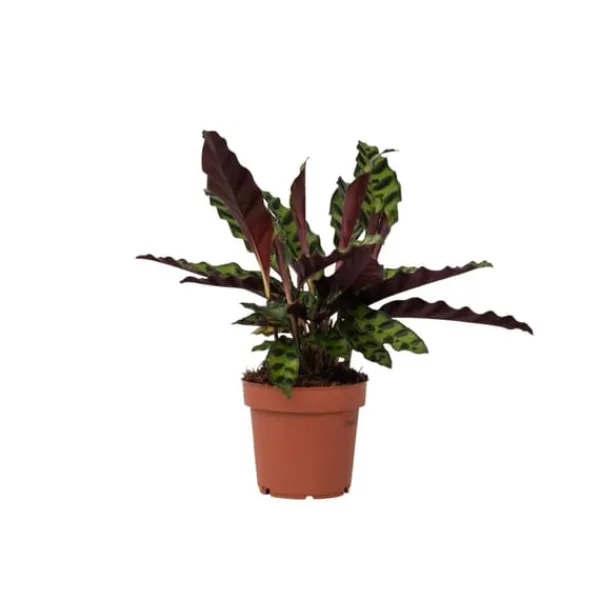 Krukkeplanter Indendørs^Fiskebensplante - Goeppertia insignis - Højde 30-40cm - ⌀12cm