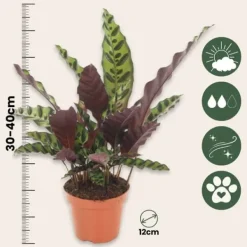 Krukkeplanter Indendørs^Fiskebensplante - Goeppertia insignis - Højde 30-40cm - ⌀12cm