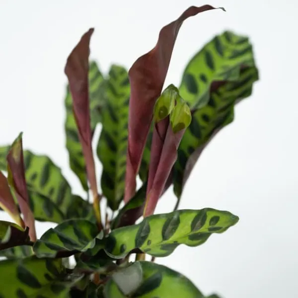 Krukkeplanter Indendørs^Fiskebensplante - Goeppertia insignis - Højde 30-40cm - ⌀12cm