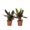 Krukkeplanter Indendørs^Fiskebensplante - Sæt med 2 - Goeppertia insignis - Højde 30-40cm - ⌀12cm
