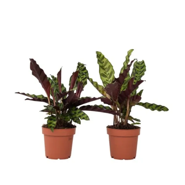 Krukkeplanter Indendørs^Fiskebensplante - Sæt med 2 - Goeppertia insignis - Højde 30-40cm - ⌀12cm