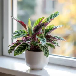 Krukkeplanter Indendørs^Fiskebensplante - Sæt med 2 - Goeppertia insignis - Højde 30-40cm - ⌀12cm