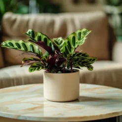 Krukkeplanter Indendørs^Fiskebensplante - Sæt med 2 - Goeppertia insignis - Højde 30-40cm - ⌀12cm