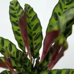 Krukkeplanter Indendørs^Fiskebensplante - Sæt med 2 - Goeppertia insignis - Højde 30-40cm - ⌀12cm