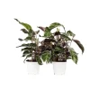 Krukkeplanter Indendørs^Fiskebensplante - Sæt med 2 - Calathea 'White Fusion' - Højde 30-40cm - ⌀14cm