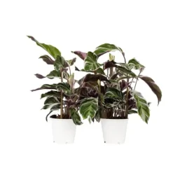 Krukkeplanter Indendørs^Fiskebensplante - Sæt med 2 - Calathea 'White Fusion' - Højde 30-40cm - ⌀14cm