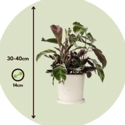 Krukkeplanter Indendørs^Fiskebensplante - Sæt med 2 - Calathea 'White Fusion' - Højde 30-40cm - ⌀14cm