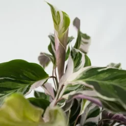 Krukkeplanter Indendørs^Fiskebensplante - Sæt med 2 - Calathea 'White Fusion' - Højde 30-40cm - ⌀14cm