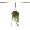 Krukkeplanter Indendørs^Fiskekroge - Senecio rowleyanus - Højde 10-20cm - ⌀12cm