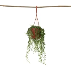 Krukkeplanter Indendørs^Fiskekroge - Senecio rowleyanus - Højde 10-20cm - ⌀12cm
