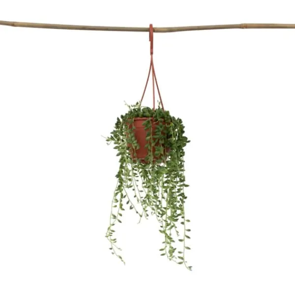 Krukkeplanter Indendørs^Fiskekroge - Senecio rowleyanus - Højde 10-20cm - ⌀12cm