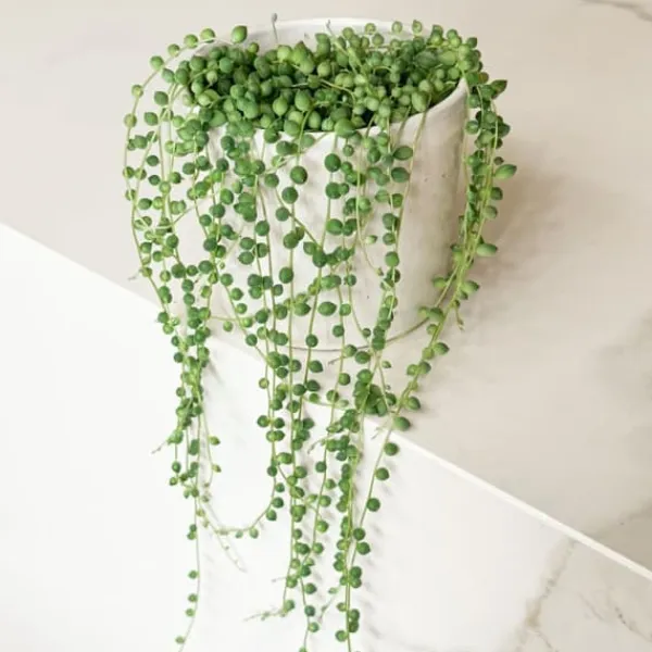 Krukkeplanter Indendørs^Fiskekroge - Senecio rowleyanus - Højde 10-20cm - ⌀12cm