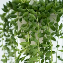 Krukkeplanter Indendørs^Fiskekroge - Senecio rowleyanus - Højde 10-20cm - ⌀12cm