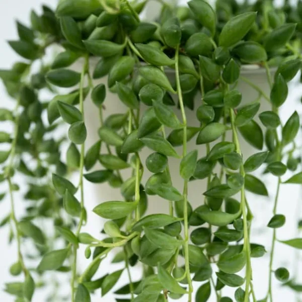 Krukkeplanter Indendørs^Fiskekroge - Senecio rowleyanus - Højde 10-20cm - ⌀12cm