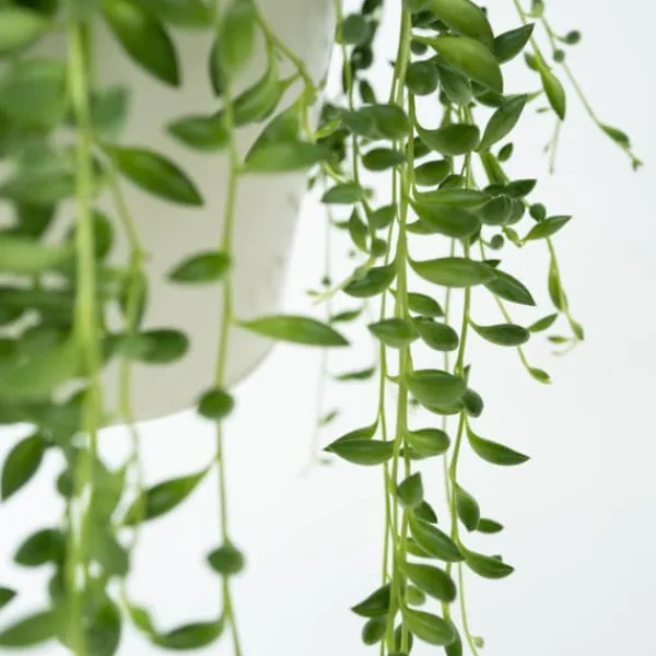 Krukkeplanter Indendørs^Fiskekroge - Senecio rowleyanus - Højde 10-20cm - ⌀12cm