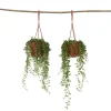 Discount Fiskekroge - Sæt med 2 - Senecio rowleyanus - Højde 10-20cm - ⌀12cm Krukkeplanter Indendørs