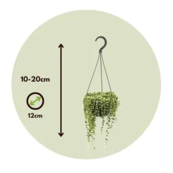 Discount Fiskekroge - Sæt med 2 - Senecio rowleyanus - Højde 10-20cm - ⌀12cm Krukkeplanter Indendørs