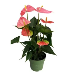 Flamingoblomst - Anthurium 'Colorado Pink' - Højde 40-55cm - ø14cm Krukkeplanter Indendørs