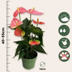 Flamingoblomst - Anthurium 'Colorado Pink' - Højde 40-55cm - ø14cm Krukkeplanter Indendørs
