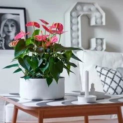 Flamingoblomst - Anthurium 'Colorado Pink' - Højde 40-55cm - ø14cm Krukkeplanter Indendørs