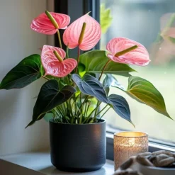 Flamingoblomst - Anthurium 'Colorado Pink' - Højde 40-55cm - ø14cm Krukkeplanter Indendørs