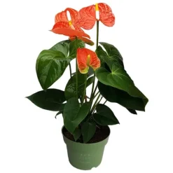 Outlet Flamingoblomst - Anthurium 'Madural Orange' - Højde 40-55cm - ø14cm Krukkeplanter Indendørs
