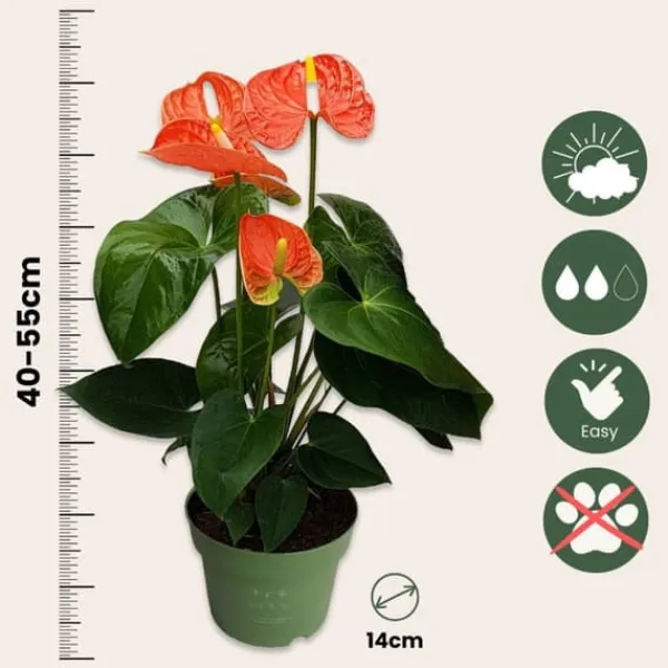 Outlet Flamingoblomst - Anthurium 'Madural Orange' - Højde 40-55cm - ø14cm Krukkeplanter Indendørs