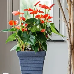Outlet Flamingoblomst - Anthurium 'Madural Orange' - Højde 40-55cm - ø14cm Krukkeplanter Indendørs