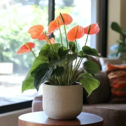 Outlet Flamingoblomst - Anthurium 'Madural Orange' - Højde 40-55cm - ø14cm Krukkeplanter Indendørs