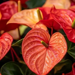 Outlet Flamingoblomst - Anthurium 'Madural Orange' - Højde 40-55cm - ø14cm Krukkeplanter Indendørs