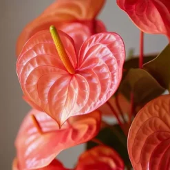Outlet Flamingoblomst - Anthurium 'Madural Orange' - Højde 40-55cm - ø14cm Krukkeplanter Indendørs