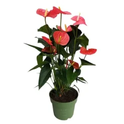 Sale Flamingoblomst - Anthurium 'Maine Pink' - Højde 55-70cm - ø17cm Krukkeplanter Indendørs
